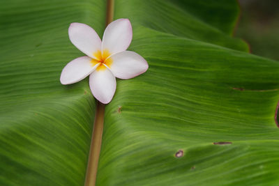 Close-up of white flowering plant