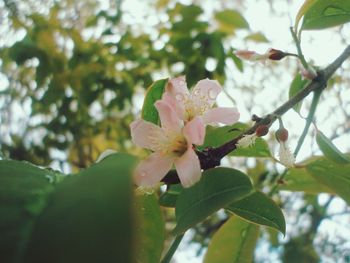 Close-up of flowers