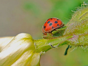 Macro shot of ladybug on stem
