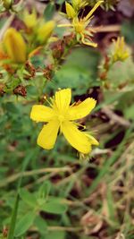 Close-up of yellow flowers blooming outdoors