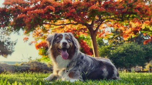 Dog on field during autumn