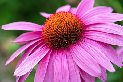 Coneflower, echinacea purpurea, flowers of summer