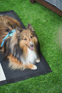 Close-up of sheltie dog picnic in the house