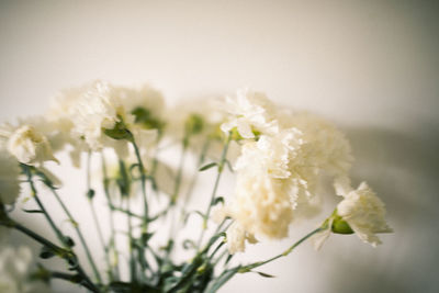 Close-up of white flowers