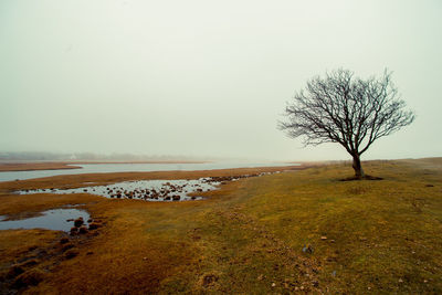 Bare trees on landscape