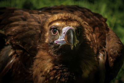 Close-up of bird