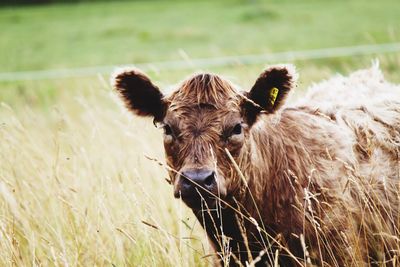 Portrait of an animal on field