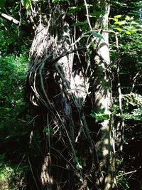 Close-up of plants in forest