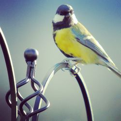 Close-up of bird perching on yellow