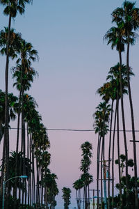 Low angle view of palm trees against clear sky
