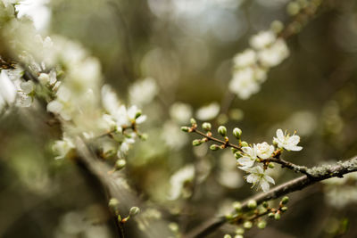 Close-up of white cherry blossom on tree