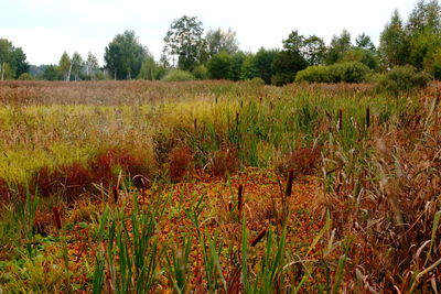 Scenic view of field against sky