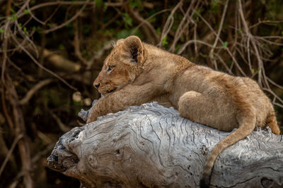 Lion cub laying