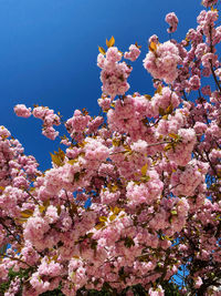 Low angle view of pink flowering tree