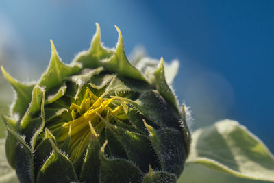 Close-up of flower bud