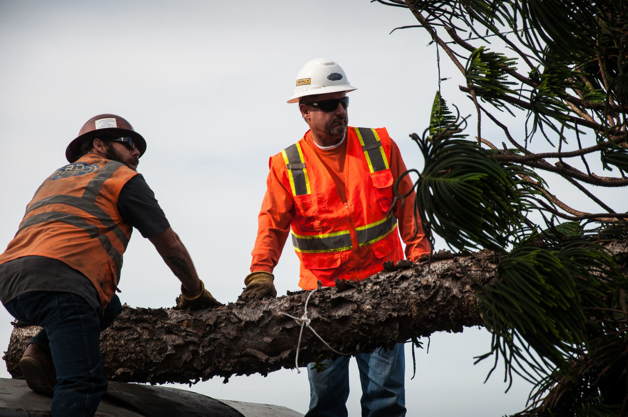 LOW ANGLE VIEW OF MAN WORKING ON ORANGE TREE