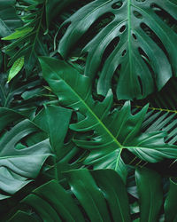 Full frame shot of succulent plant leaves