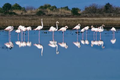 Flock of birds on lake