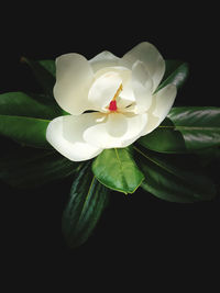 Close-up of white rose against black background