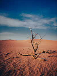 Bare tree on desert against sky