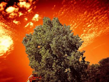 Low angle view of tree against orange sky