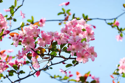 Close-up of pink cherry blossoms in spring