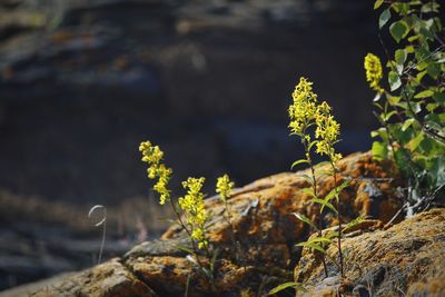 Close-up of plant