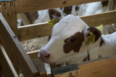 Close-up of cow in pen