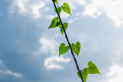 Low angle view of plant against sky