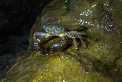 High angle view of frog swimming in sea