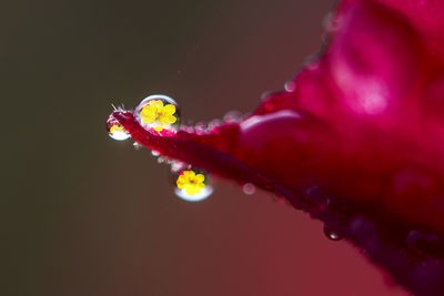 Close-up of water drops on red rose flower