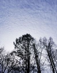 Low angle view of bare trees against clear sky