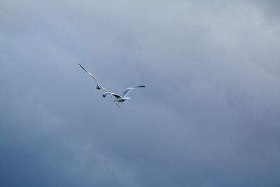 Low angle view of seagulls flying in sky