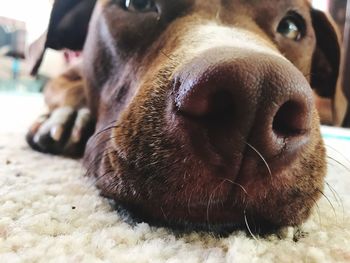 Close-up portrait of dog
