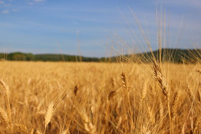 Wheat field against sky