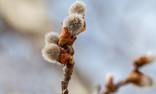 Close-up of plant against blurred background