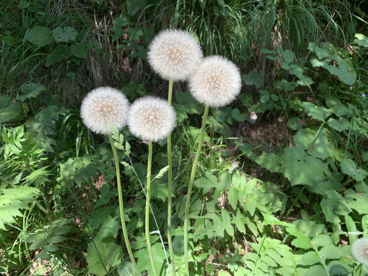 CLOSE-UP OF FLOWERING PLANT ON FIELD