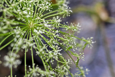 Close-up of plant growing outdoors