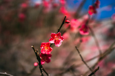 Close-up of fresh pink flowers on branch