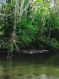 Scenic view of forest