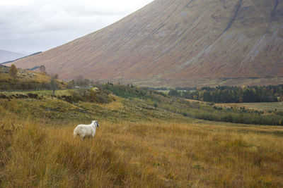 Dog on landscape against sky