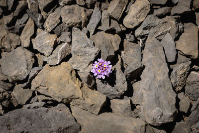 High angle view of flowering plant on rock