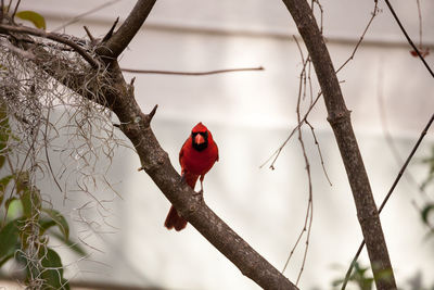 Male red northern cardinal bird cardinalis cardinalis perches on a tree in naples, florida