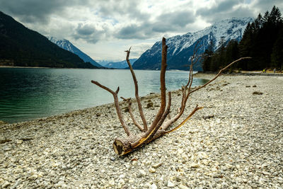 Driftwood on beach against sky