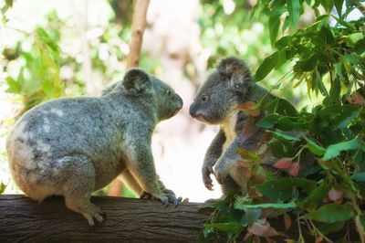 Close-up of squirrel sitting on tree