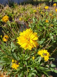 Close-up of sunflowers blooming on field