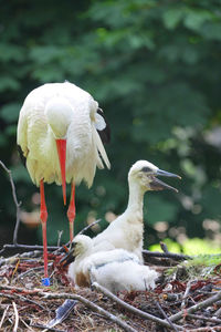 Stork with chicks in nest