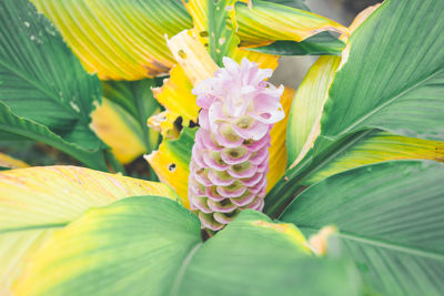 Close-up of flowering plant