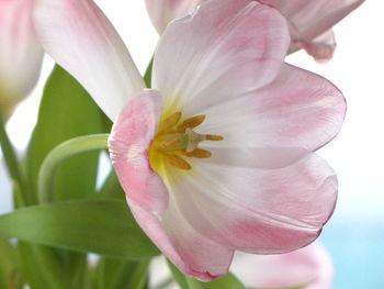 Close-up of flower blooming outdoors