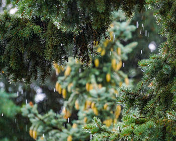 Rain drops falling from pine tree